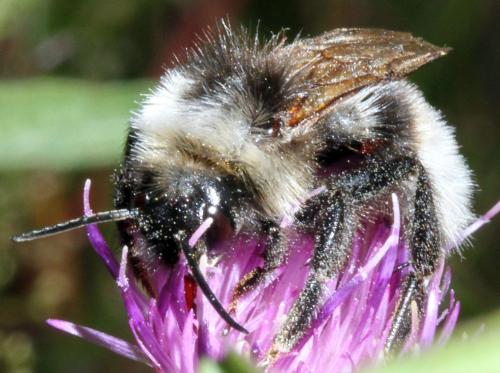 Bombus sp.